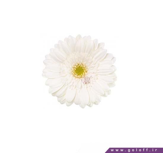 خرید گل - گل ژربرا ایدل ویز - Gerbera | گل آف